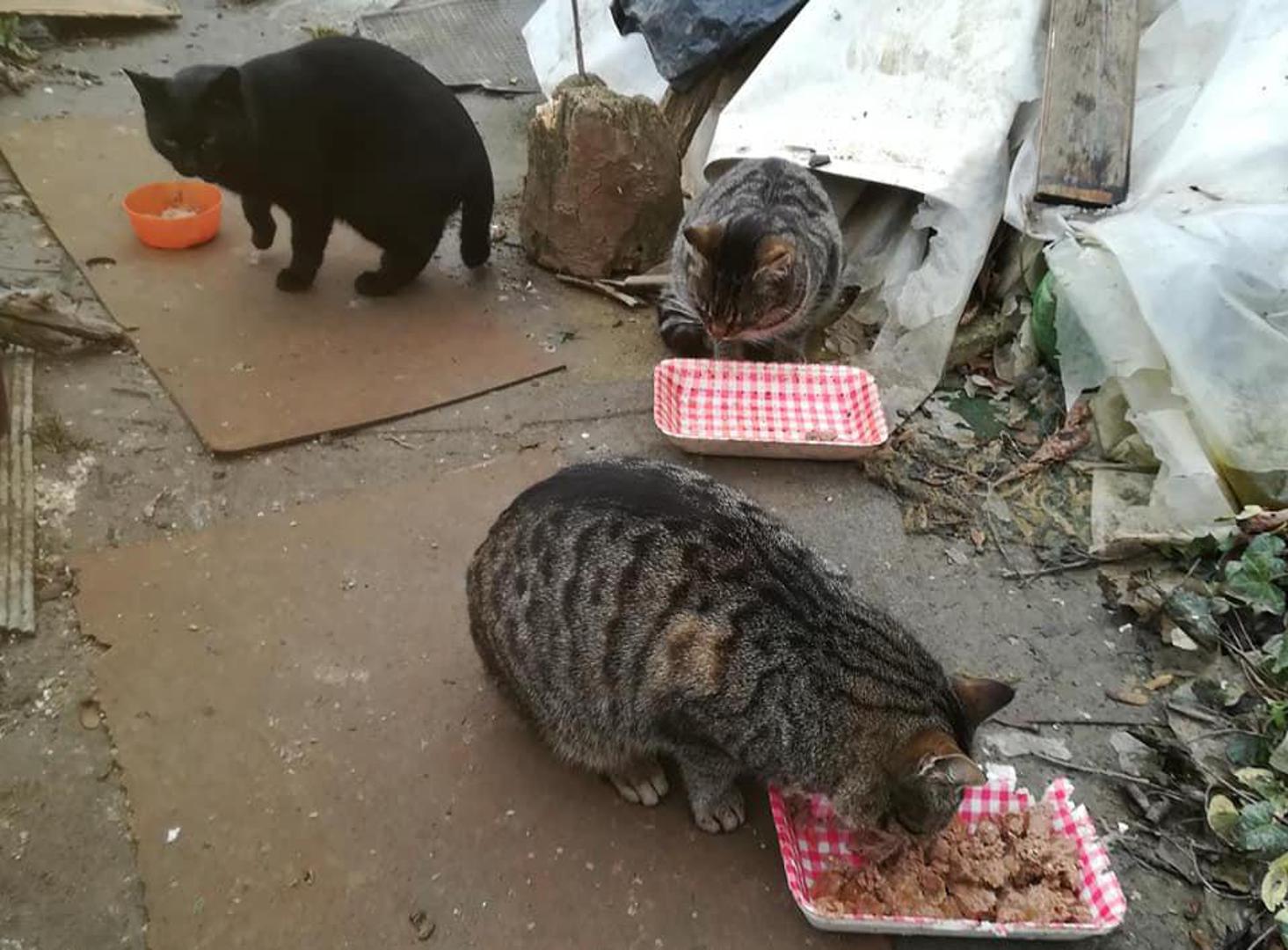 Misle kako će se mačke same snaći