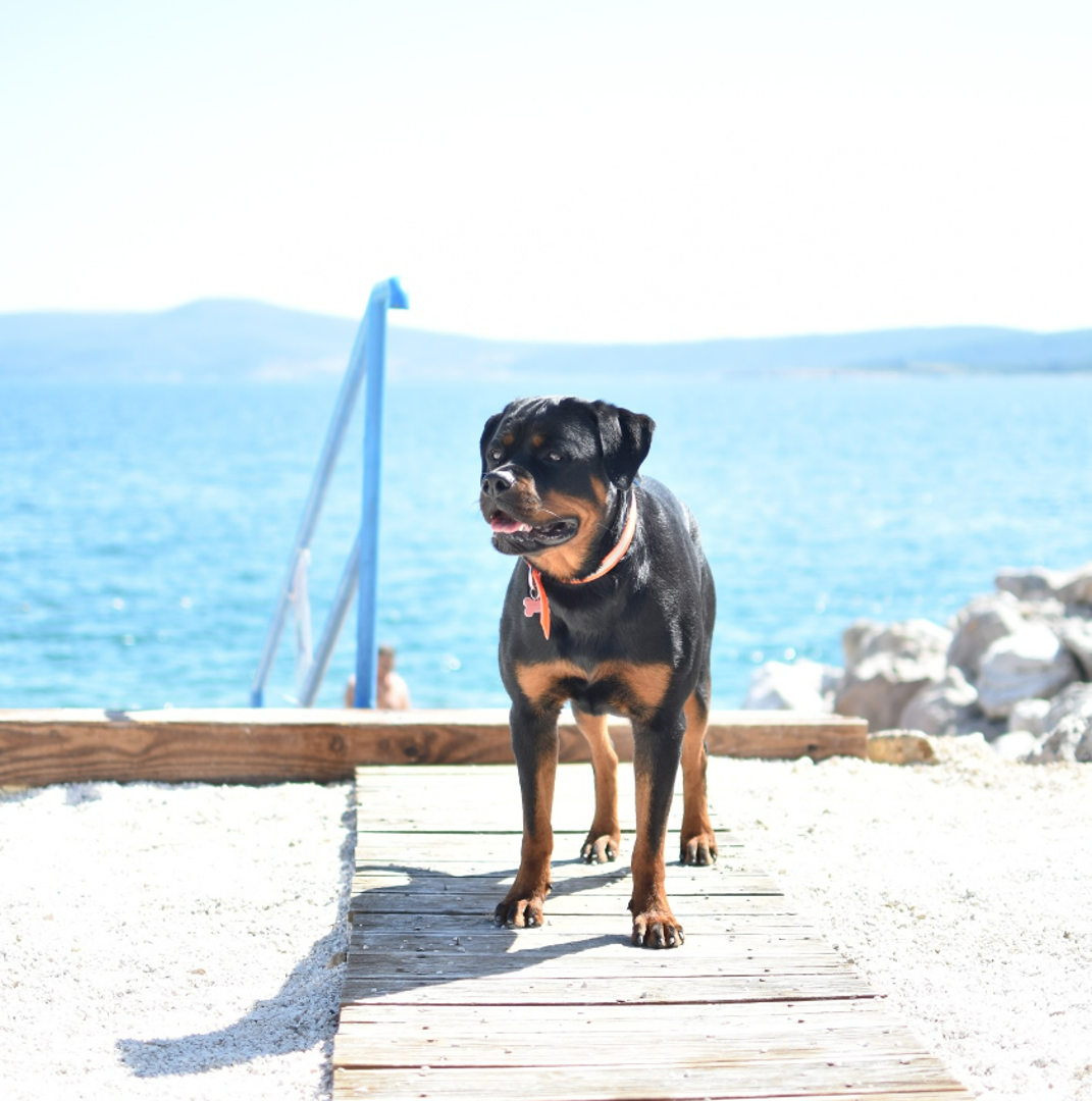 Plaža za pse "Podvorska" u Crikvenici već godinama se nalazi na svim popisima najboljih plaža za pse na hrvatskoj obali. Opravdano, jer osim prekrasnog ambijenta, nudi i razne sadržaje koji će omogućiti tvom dlakavom ljubimcu da zaista uživa. Na plaži se nalazi i Monty's bar koji nudi pića kao pivo ili čaj koji su namijenjeni za pse.