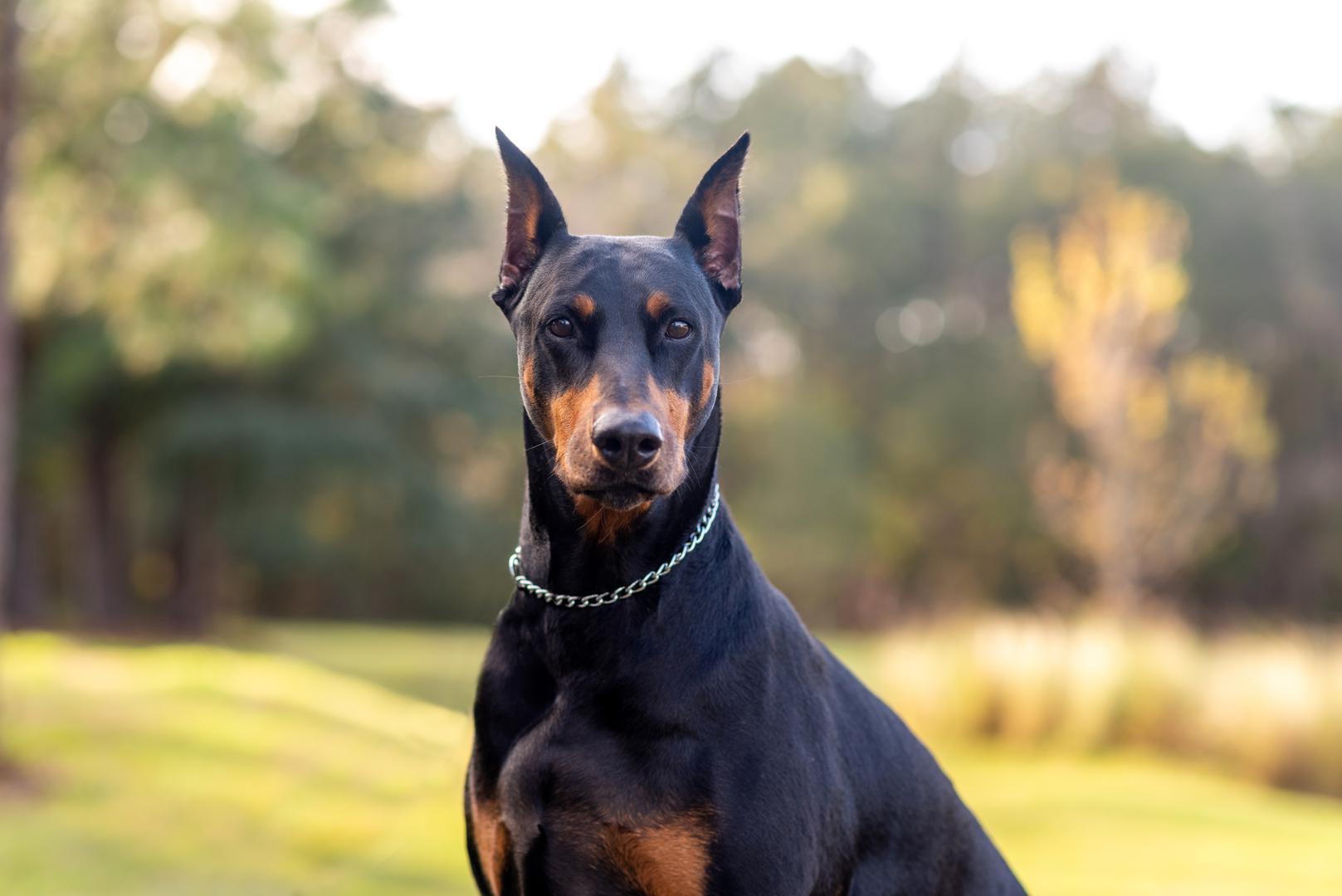 Doberman
Veličanstveni doberman poznat je po tome što mu treba dosljedna dresura. Ove njemačke pse izvorno je sredinom 1800-tih uzgojio Louis Dobermann, njemački poreznik koji je trebao hrabrog psa da ga zaštiti dok je obavljao svoje dužnosti. Dobermani su kasnije postali popularni kao policijski pa vojni psi te kao pratitelji. Poznati su po svojoj odanosti, hrabrosti, pouzdanosti i inteligenciji. Iako im je potrebno mnogo mentalne i fizičke aktivnosti, također uživaju u tome da budu maženi i uživajući na kauču.