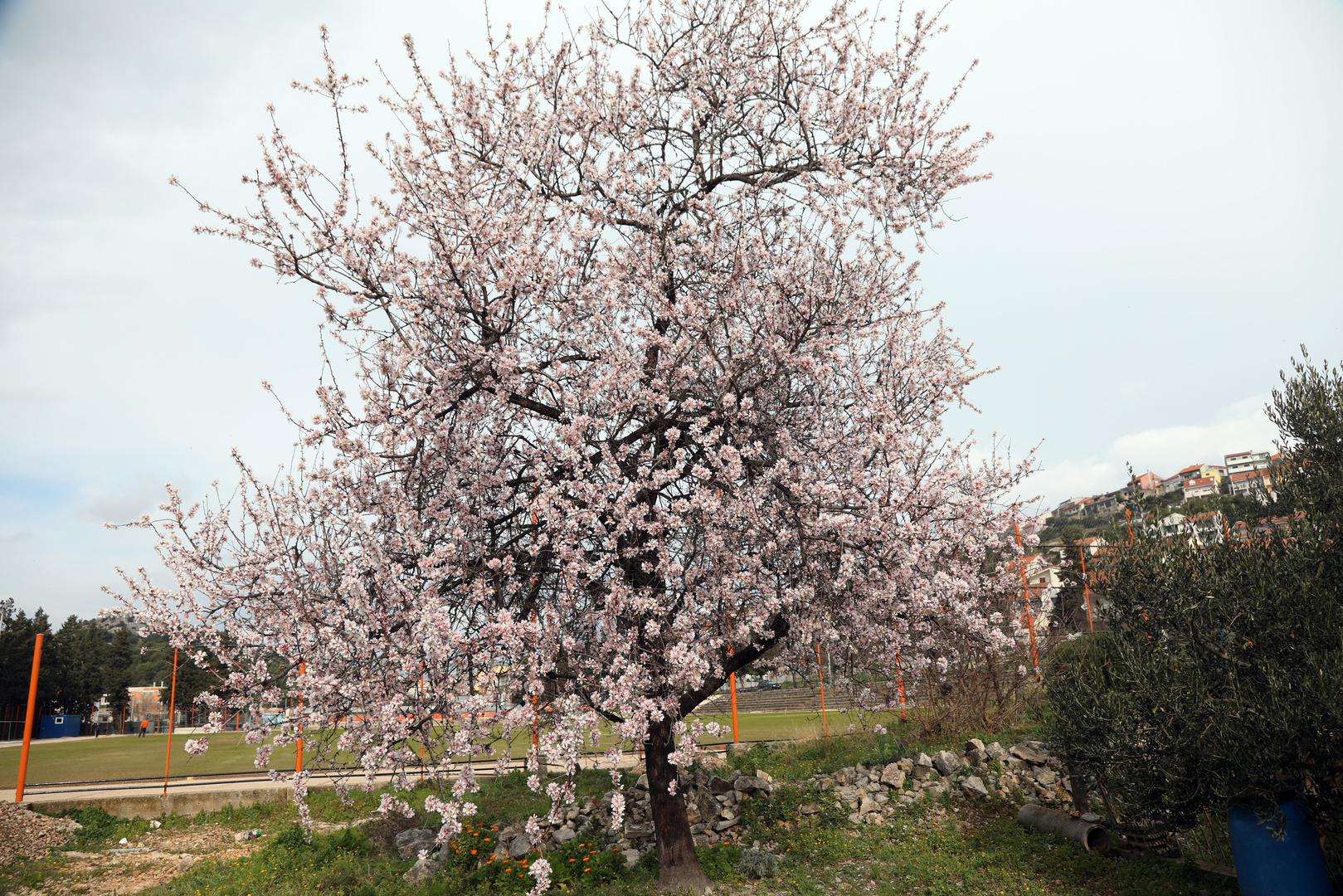 07.02.2024.,Sibenik-Zbog velikih promjena temperatura i zatopljenja procvjetali su badem a i pcele su pocele sakupljati slatke sokove.  Photo: Dusko Jaramaz/PIXSELL