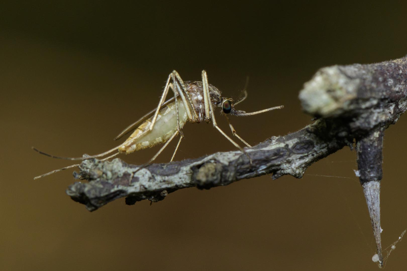 Mušice šiškarice - Žive u svim domovima, a u Hrvatskoj je najpoznatija bukvina šiškarica ili bukvina muha šiškarica.