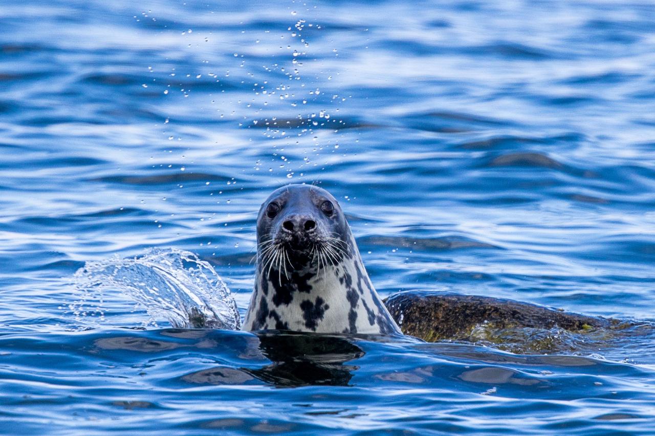 Seal tour in the Greifswald Bodden