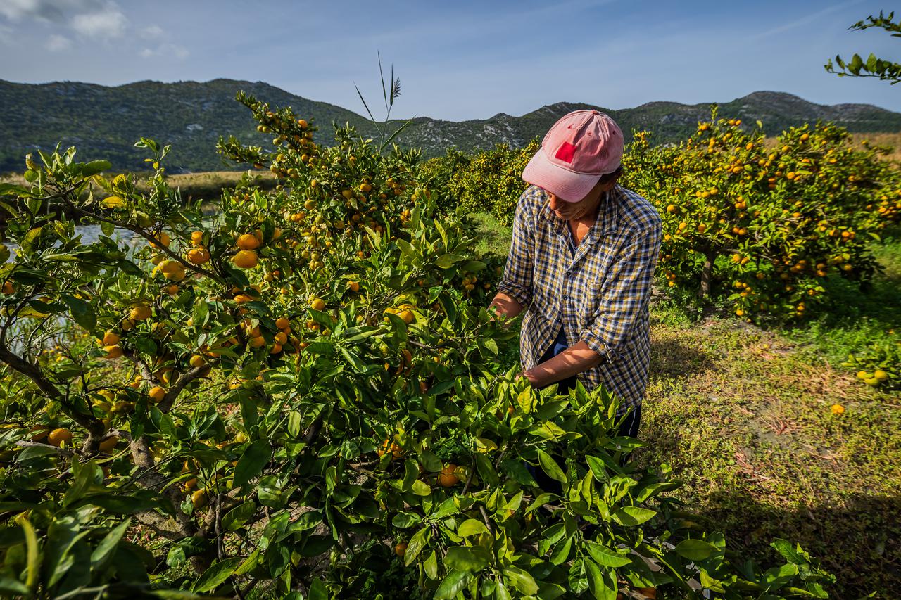 Berba mandarina u dolini Neretve: Urod je rekordan, ali proizvođače muči niska cijena