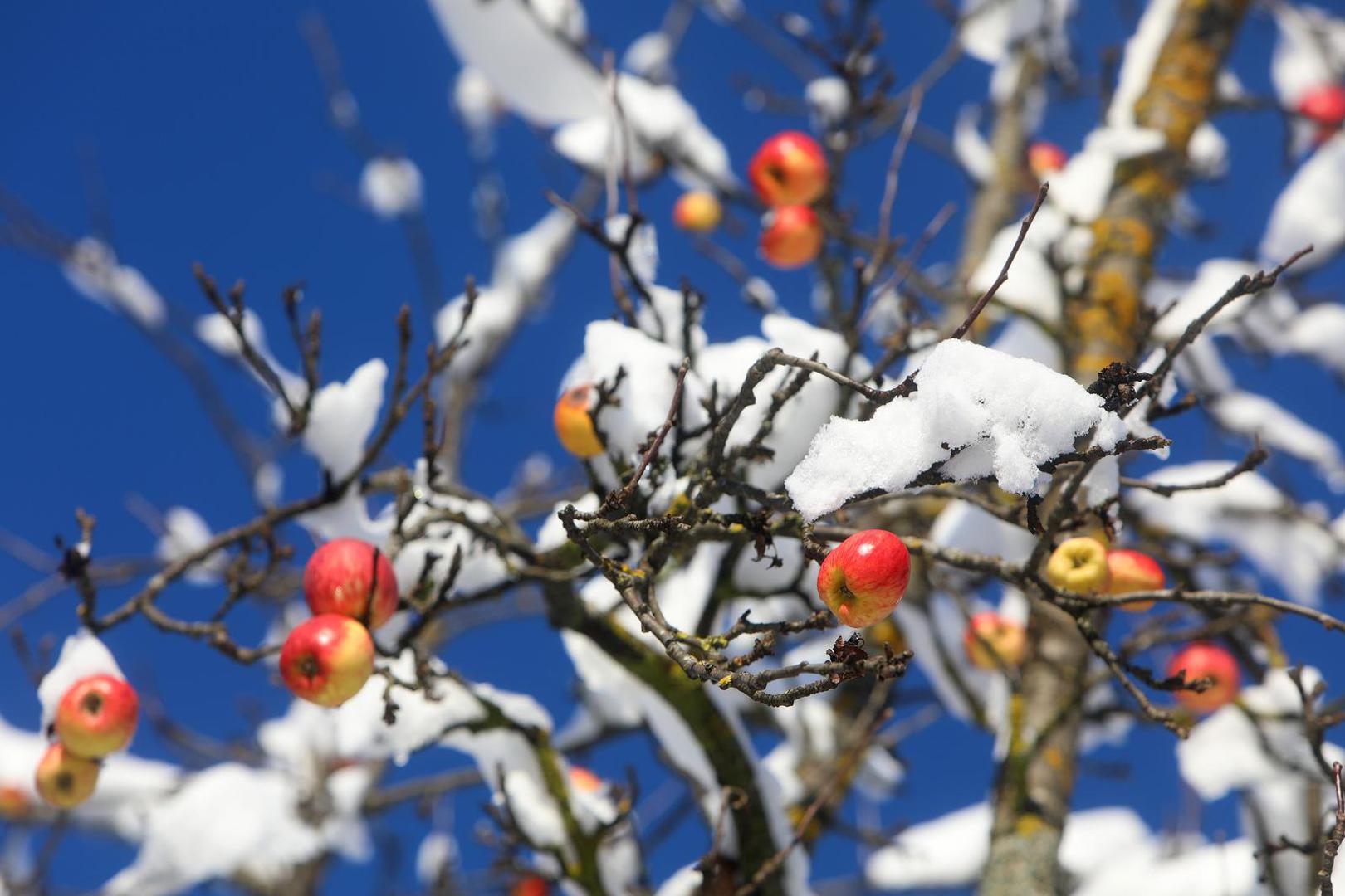 12.12.2022., Kuterevo - Tijekom noci u Kuterevu je palo desetak centimetara novog snijega koje je ovom lickom  selu dalo pravi zimski ugodaj.  Photo: Kristina Stedul Fabac/PIXSELL