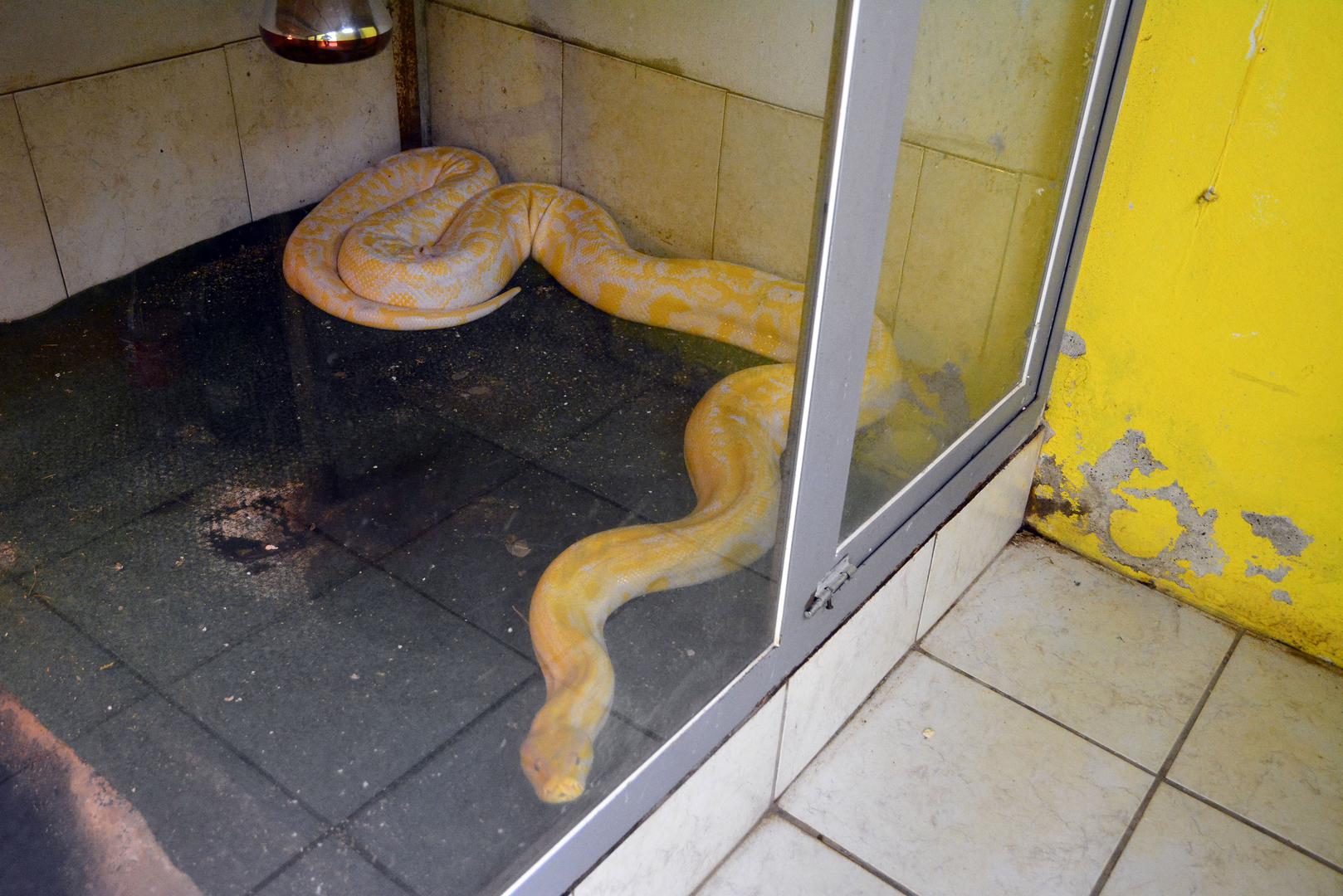 Burmanski albino piton, lat. Python bivittatus.
Regija: jugoistočna Azija. Dužina: najveći je piton, naraste od 5,5 metara i masom od 71 kg