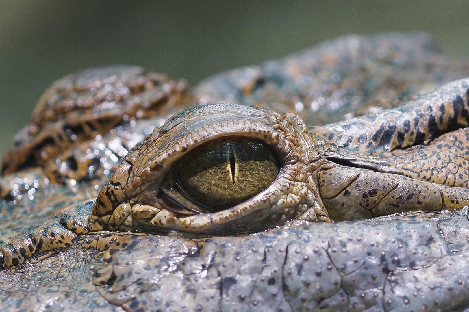 Nilski krokodil ima snagu ugriza jaču od bilo koje životinje na svijetu, dok slanovodni krokodil ima nešto blaži ugriz u usporedbi s nilskim krokodilom.