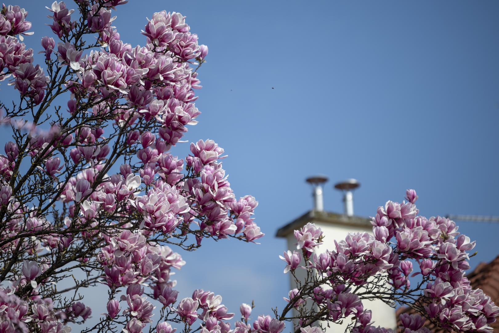 Zagrebačke ulice i trgove "prošarale" su nježne nijanse bijele i ružičaste boje