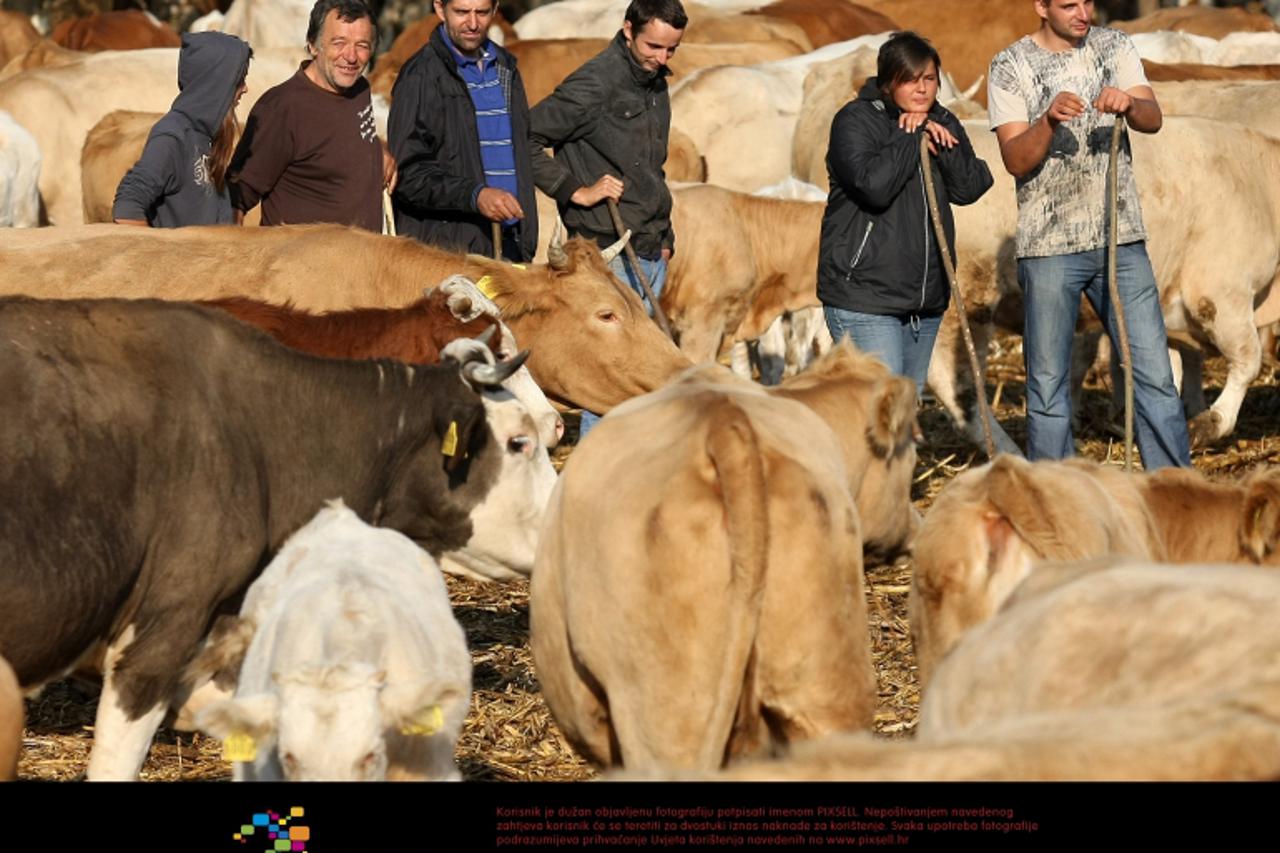 '28.09.2011., Semeljci - Zbog oduzete zemlje obitelj Markic vec treci dan sa preko pet stotina grla stoke prosvjeduje u centru Semeljaca. Photo: Davor Javorovic/PIXSELL'