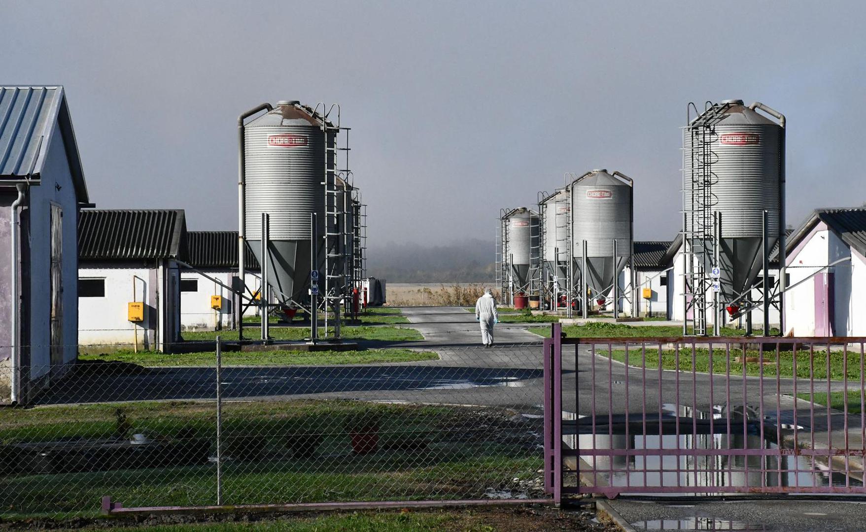 16.11.2023., Slavonski Kobas - Vindonova farma purana u blizini Oriovca na kojoj je otkrivena pticja gripa. Photo: Ivica Galovic/PIXSELL