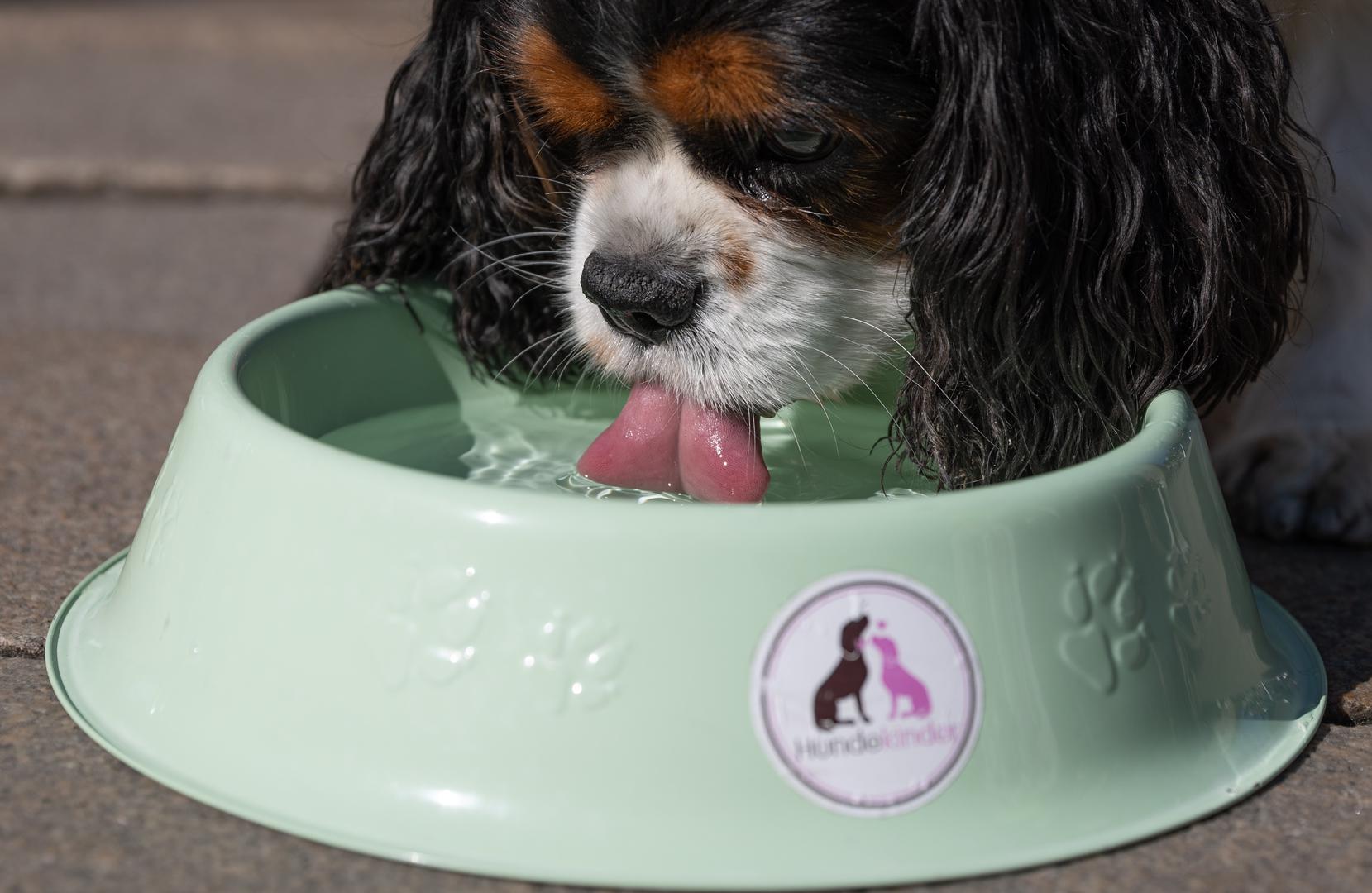 Cavalier King Charles španijel: Cavalier španijel je malen, simpatičan pas koji obožava ljudsko društvo. Prilagodit će se obitelji s kojom živi, bez obzira je li riječ o mirnijem životnom ritmu ili aktivnijoj svakodnevici. Iako imaju dužu dlaku, lako ju je održavati redovnim četkanjem. Ne zahtijevaju pretjeranu fizičku aktivnost, ali ne vole dugo biti sami.