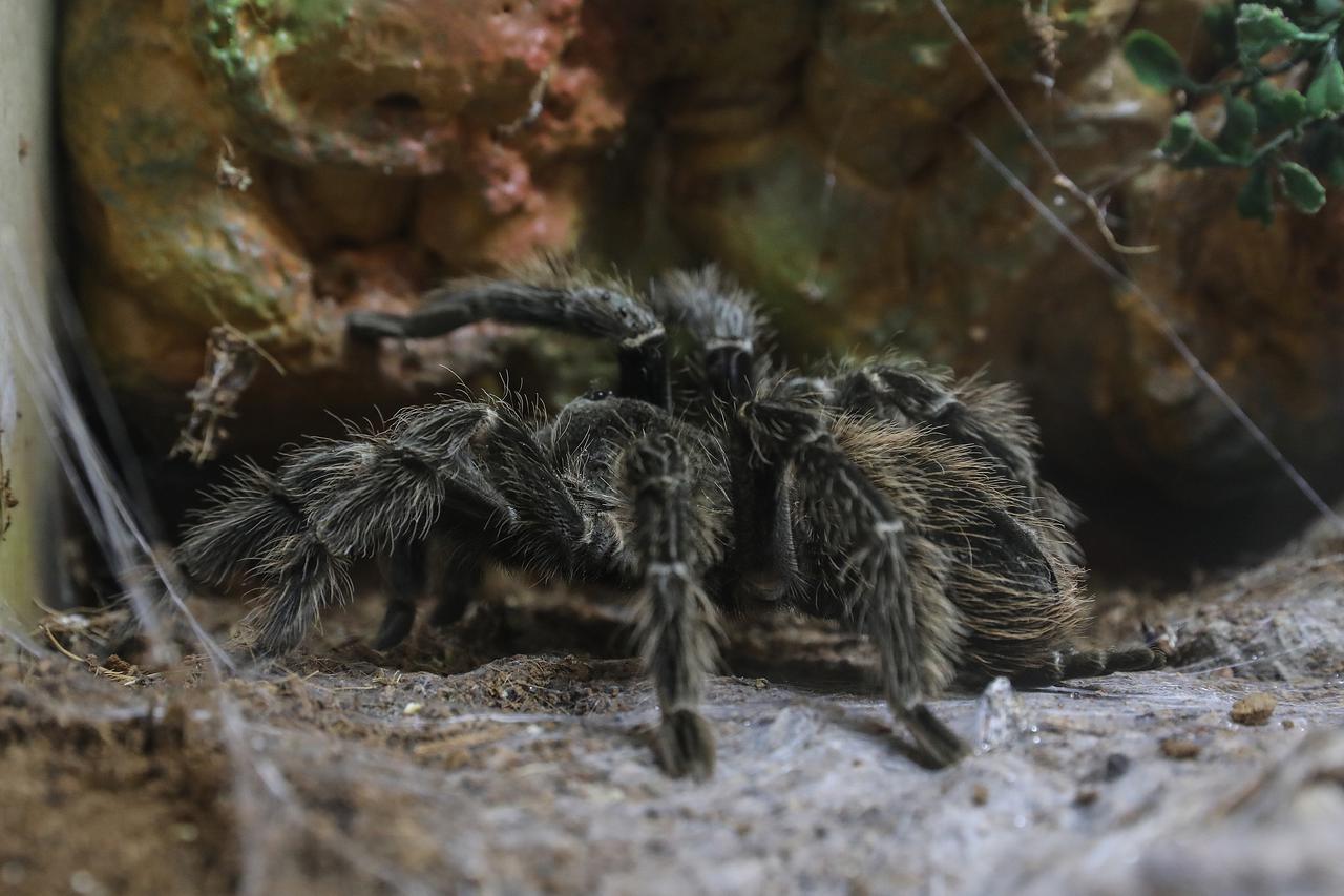 Zagreb: Izložba 70 tarantula i insekata iz Južne Amerike, Azije i Afrike