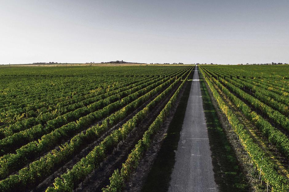 Vina Erdutskih vinograda i gastro ikone šibenskog zaleđa