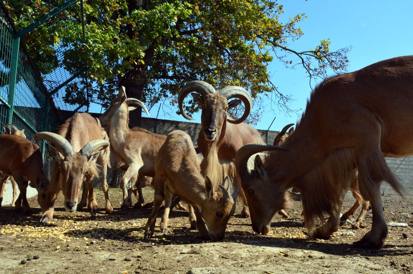 Grivasta ovca: lat. Ammotragus lervia. Regija: sjeverna Afrika. Težina: pojedini primjerci imali su i 150 kilograma