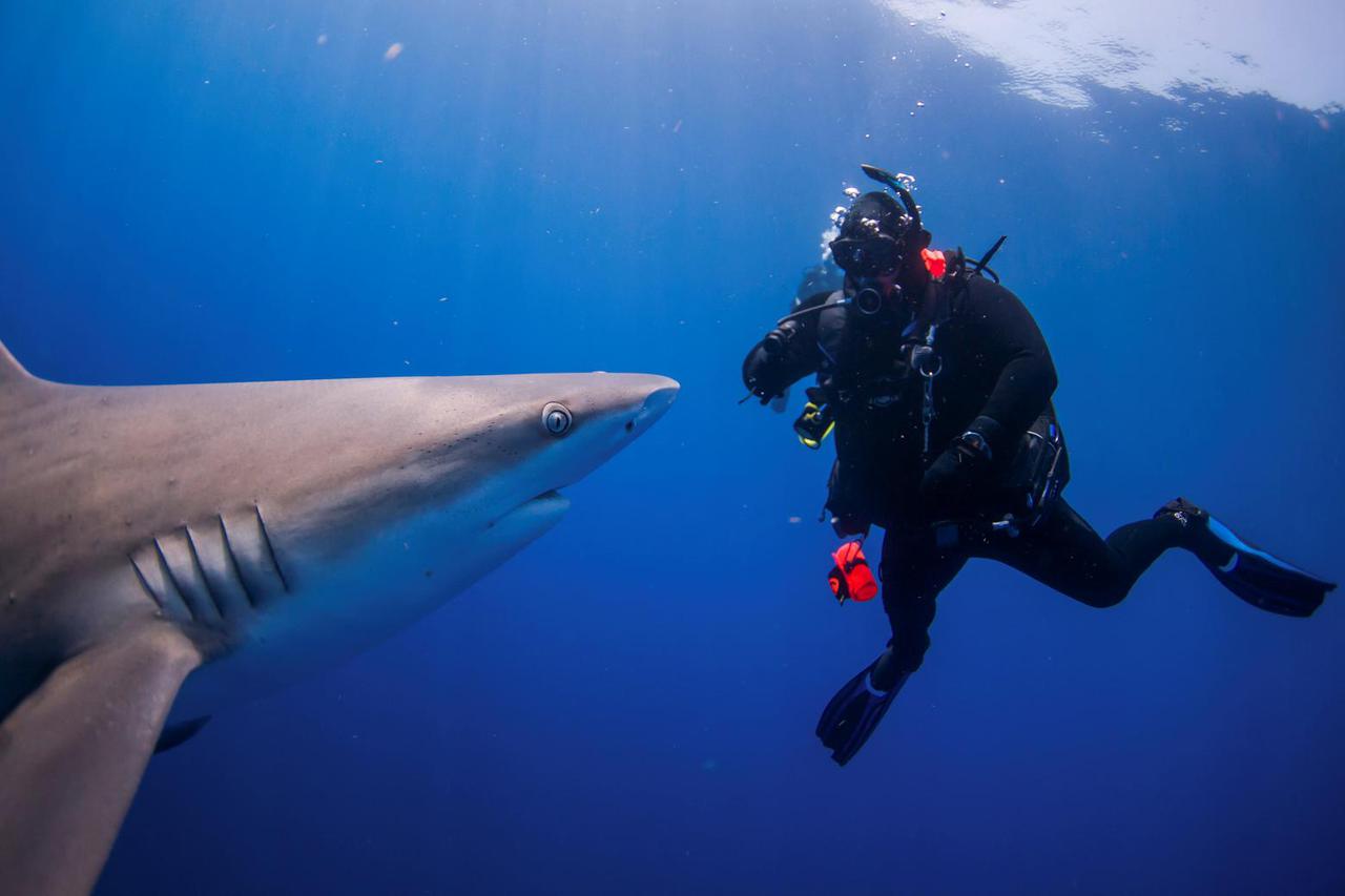 People take the plunge with a shark dive in Florida