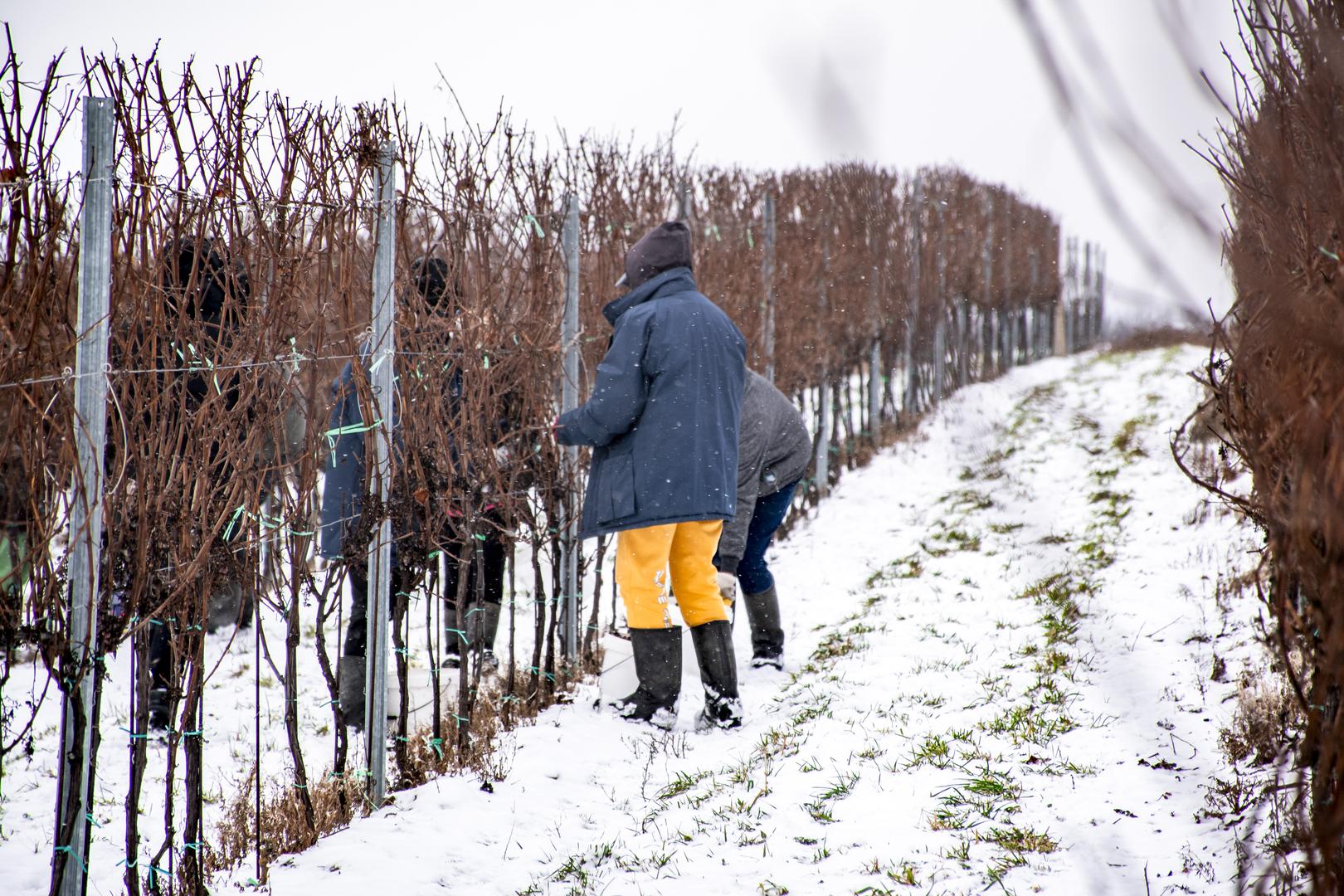 Ledena berba na vinogradarskom položaju Hrnjevac