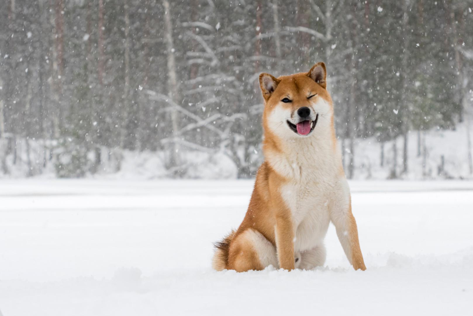 Shiba inu: Shiba inu su živahni i samouvjereni psi koji su spremni istraživati i bez imalo brige izaći u duboki snijeg. Njihovo gusto krzno i dvostruki kaput griju ih i odbijaju kišu i snijeg. Vaše štene shiba inua sigurno će biti umorno, ali sretno nakon cjelodnevne igre na otvorenom.