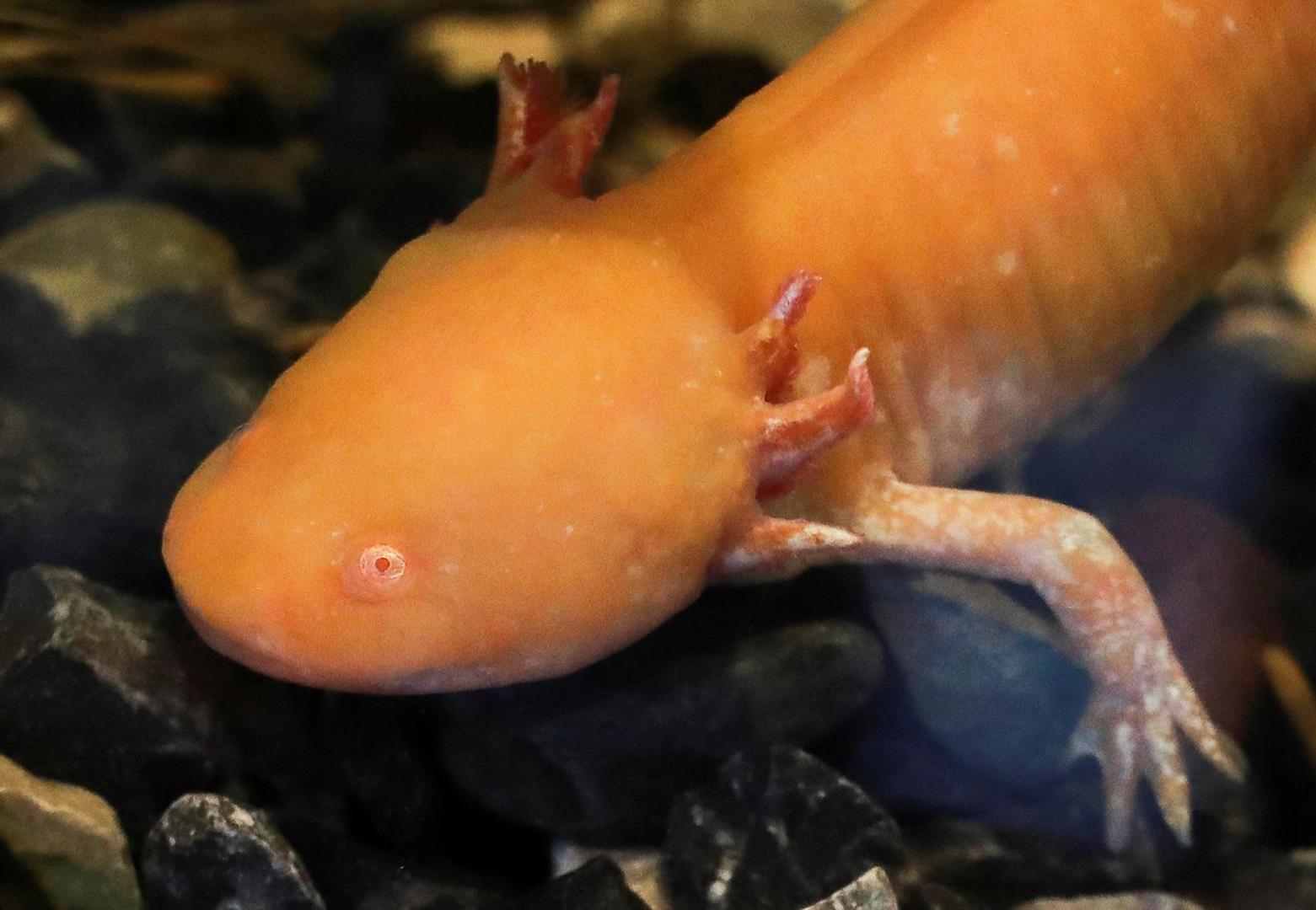 An axolotl (Ambystoma mexicanum) swims in an aquarium at the new Axolotl Museum and Amphibians Conservation Centre, which is to promote the protection and study of this endangered species, at Chapultepec Zoo in Mexico City, Mexico, January 25, 2023. REUTERS/Henry Romero Photo: HENRY ROMERO/REUTERS