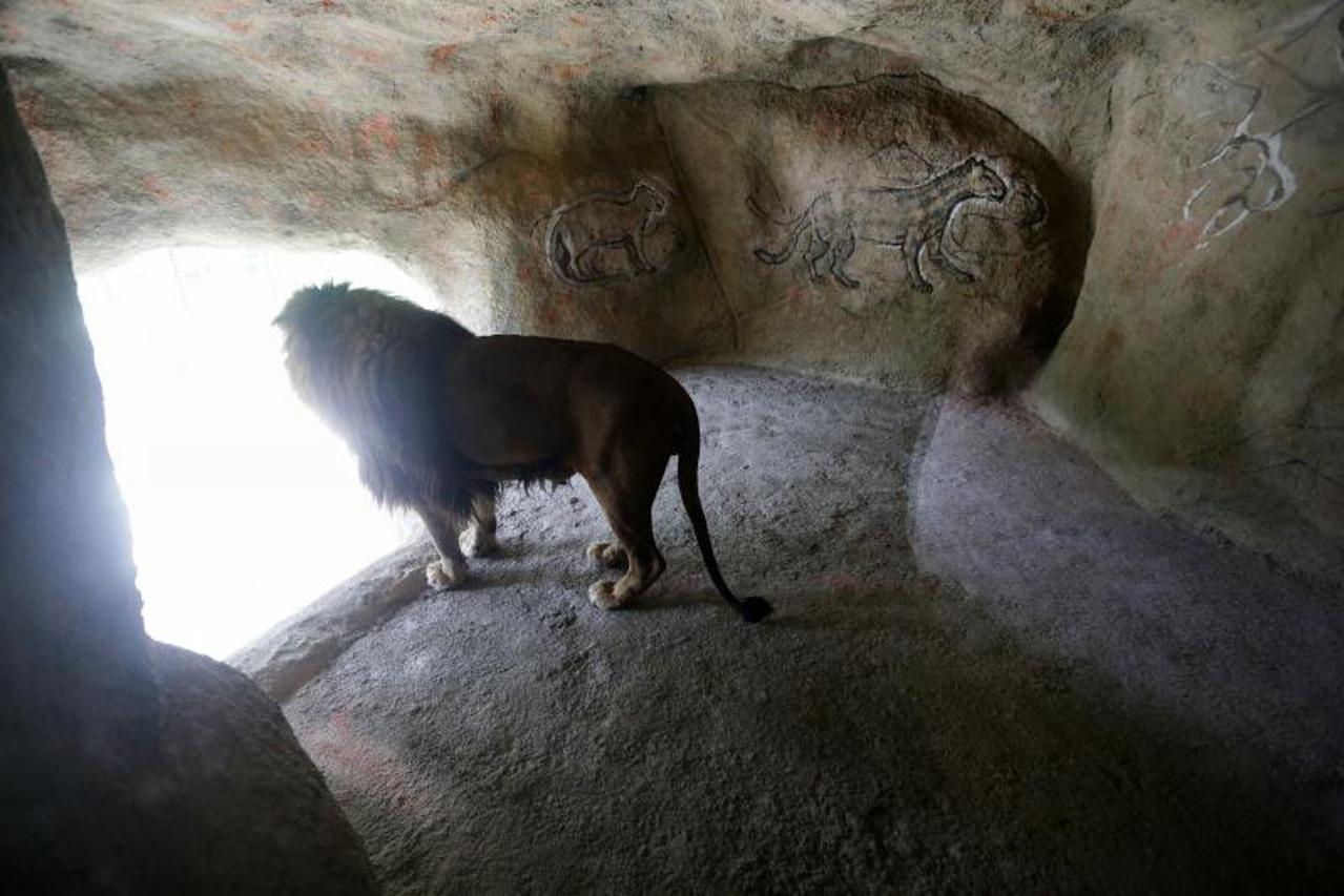 Nova lavlja nastamba u zagrebačkom ZOO-u