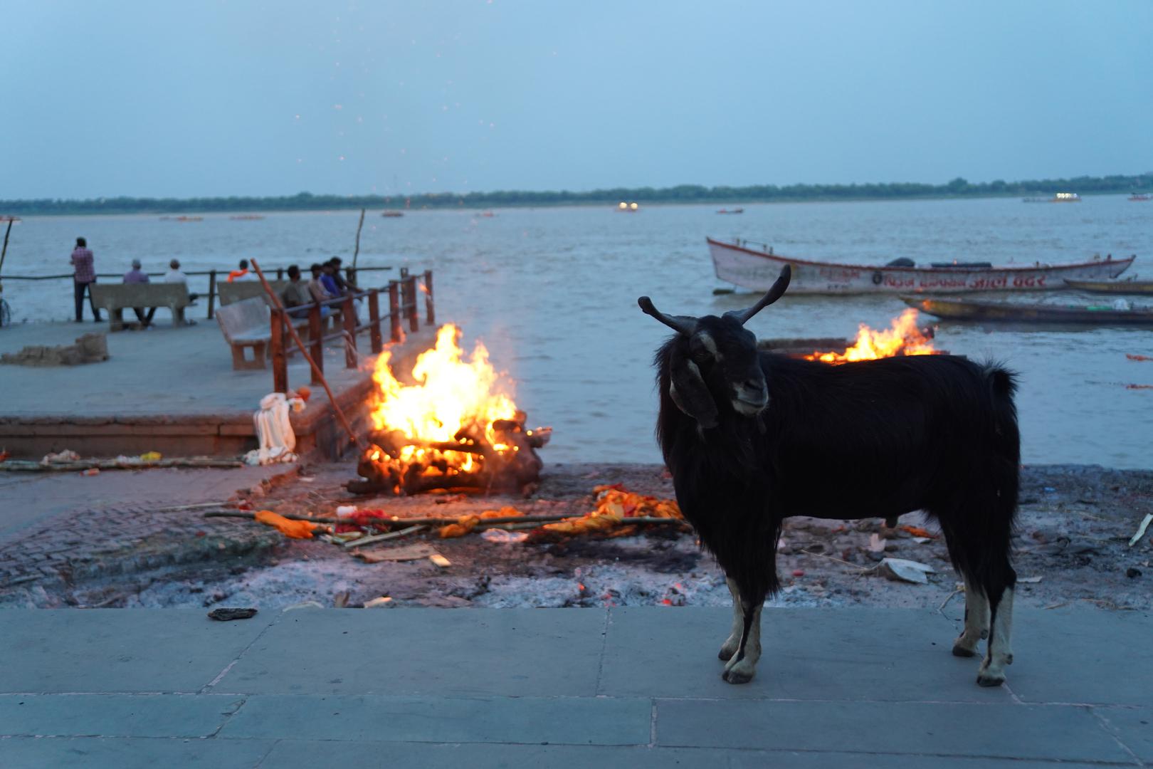 20 July 2024, India, Varanasi: A number of goats live on the promenade by the Ganges, where corpses are cremated. They are said to belong to a holy man. Photo: Anne-Sophie Galli/dpa Photo: Anne-Sophie Galli/DPA