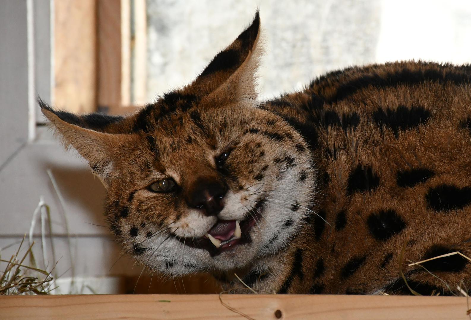 11.01.2024., Ruscica - Macka serval koja je pronadjena u Gorskom Kotaru, trenutno smjestena u Centru za zbrinjavanje zasticenih zivotinja, u privatnom ZOO vrtu Mirka Mileca u Ruscici. Photo: Ivica Galovic/PIXSELL