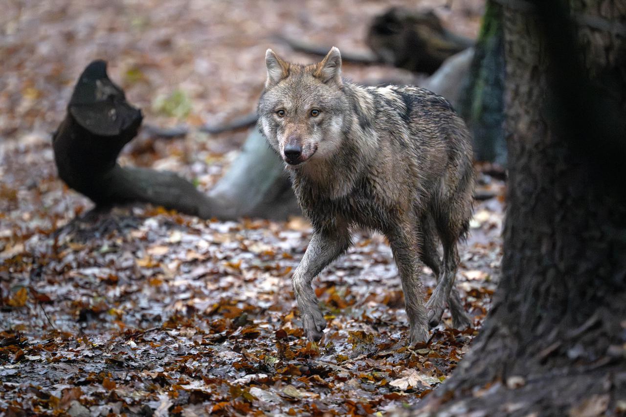 Vukovi u ogra?enom prostoru u Wolfcentre Doerverden