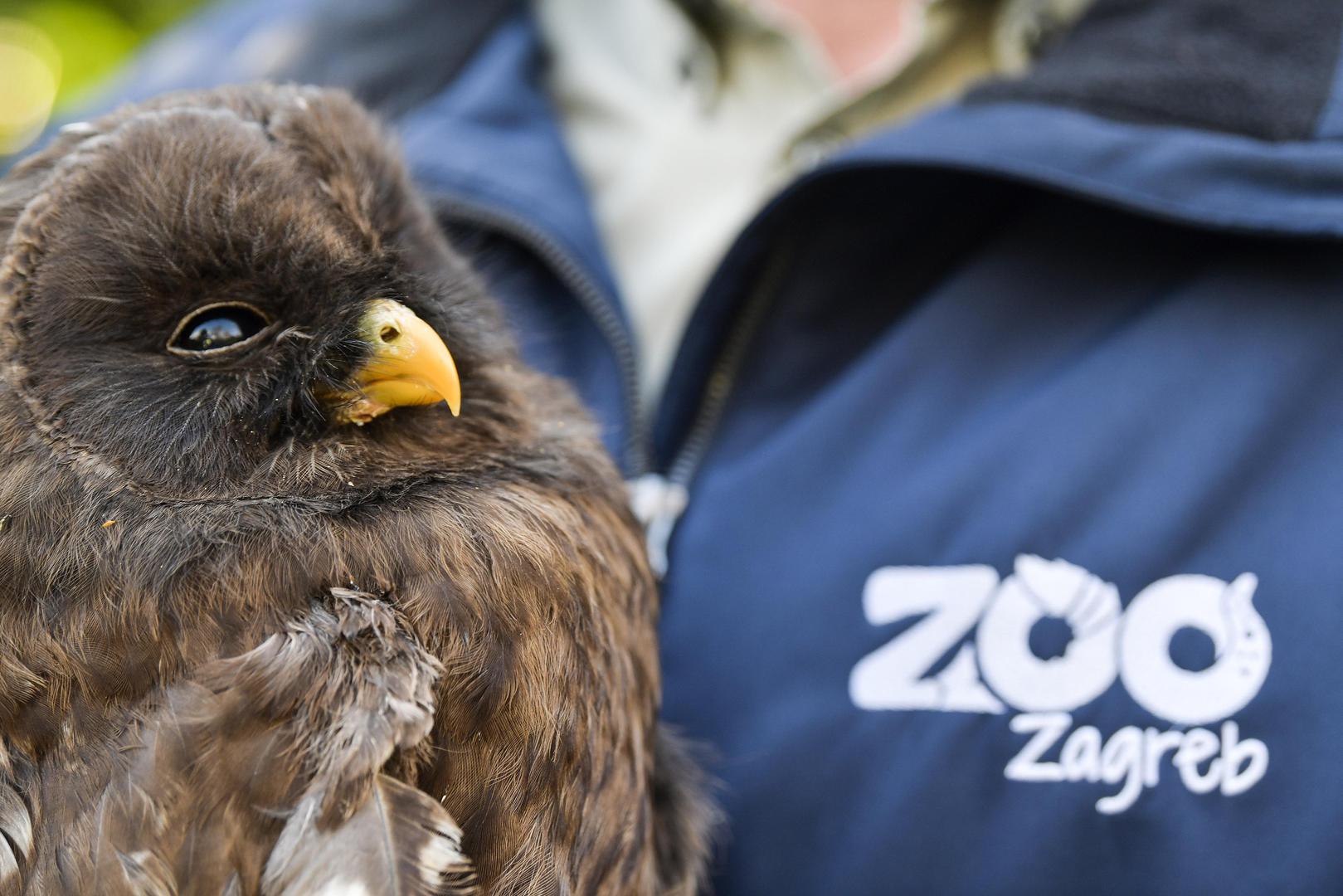 01.12.2021., Zagreb-  Ozlijedjene sove koje se nalaze na lijecenju u Zooloskom vrtu.