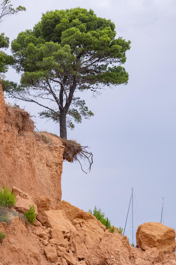 13.07.2023., Vrgada - Vecernjakova turisticka patrola. Stablo odoljeva eroziji tla.  Photo: Dino Stanin/PIXSELL