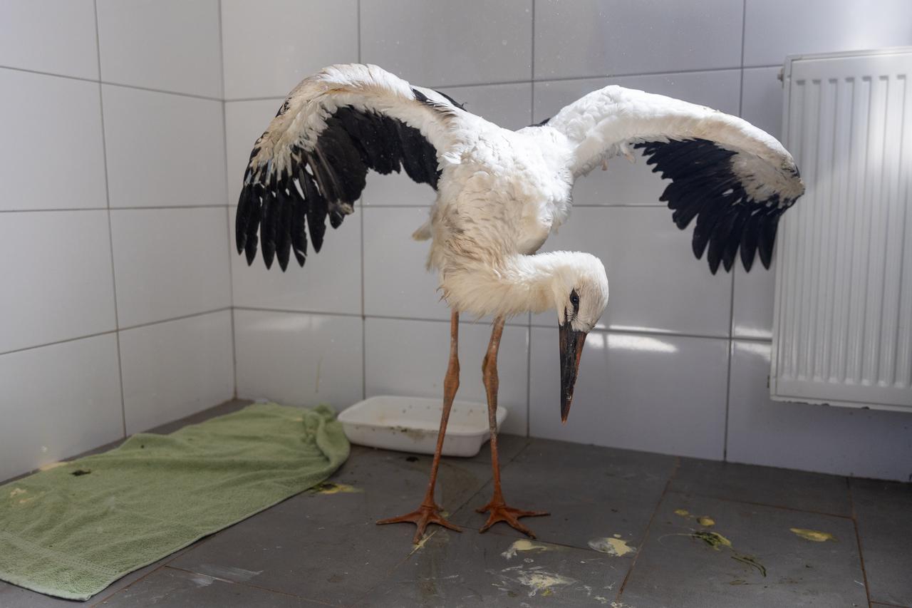 Zoološki vrt u Osijeku spašava rode koje su ozlijeđene tijekom nevremena