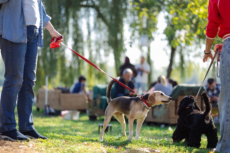 Real Dog Conference