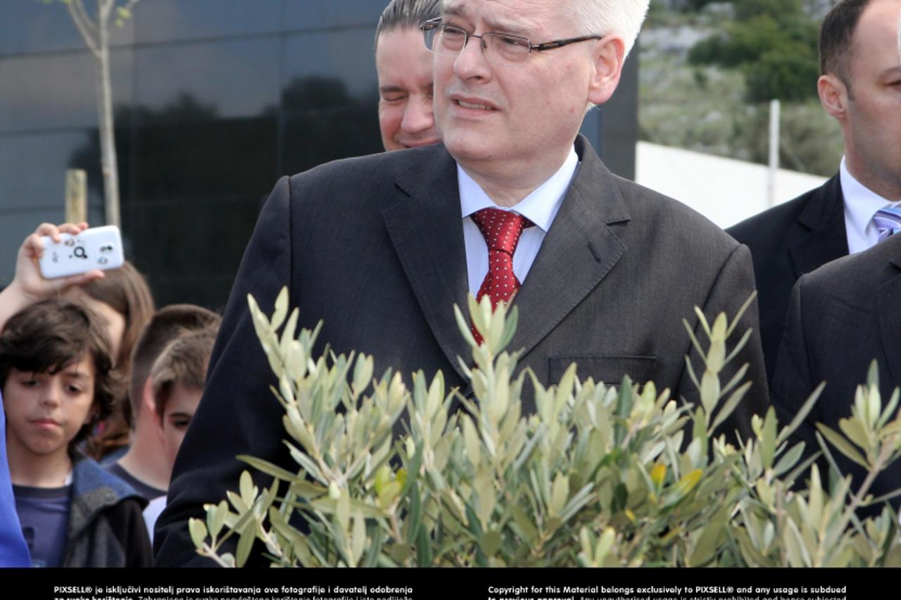 Josipović masline (1)