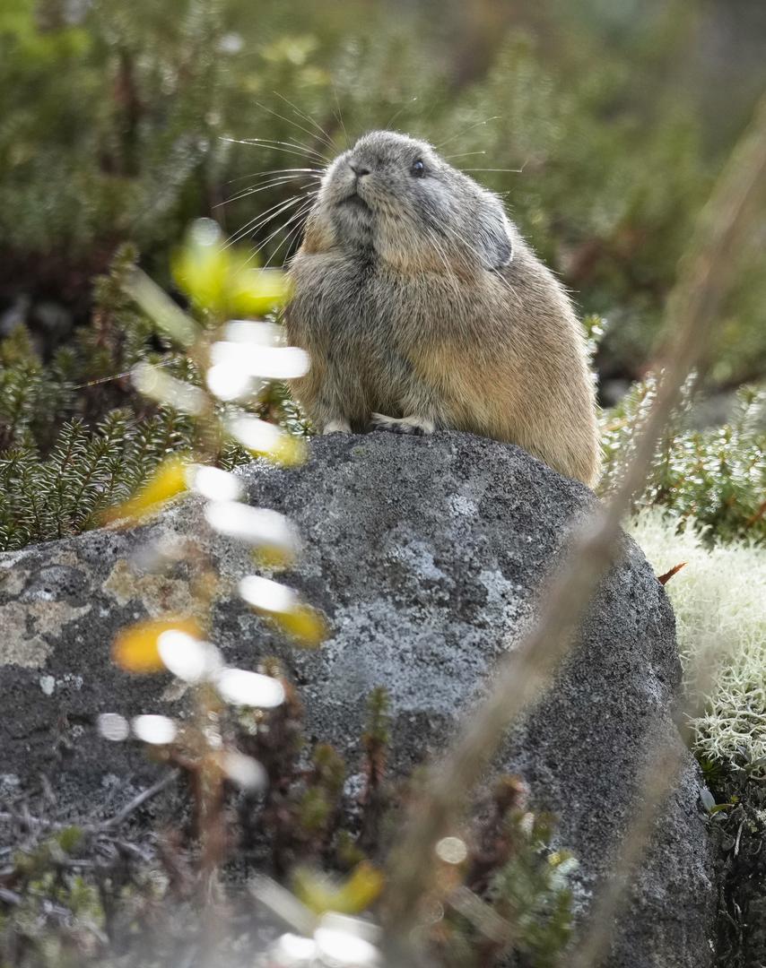 Pika