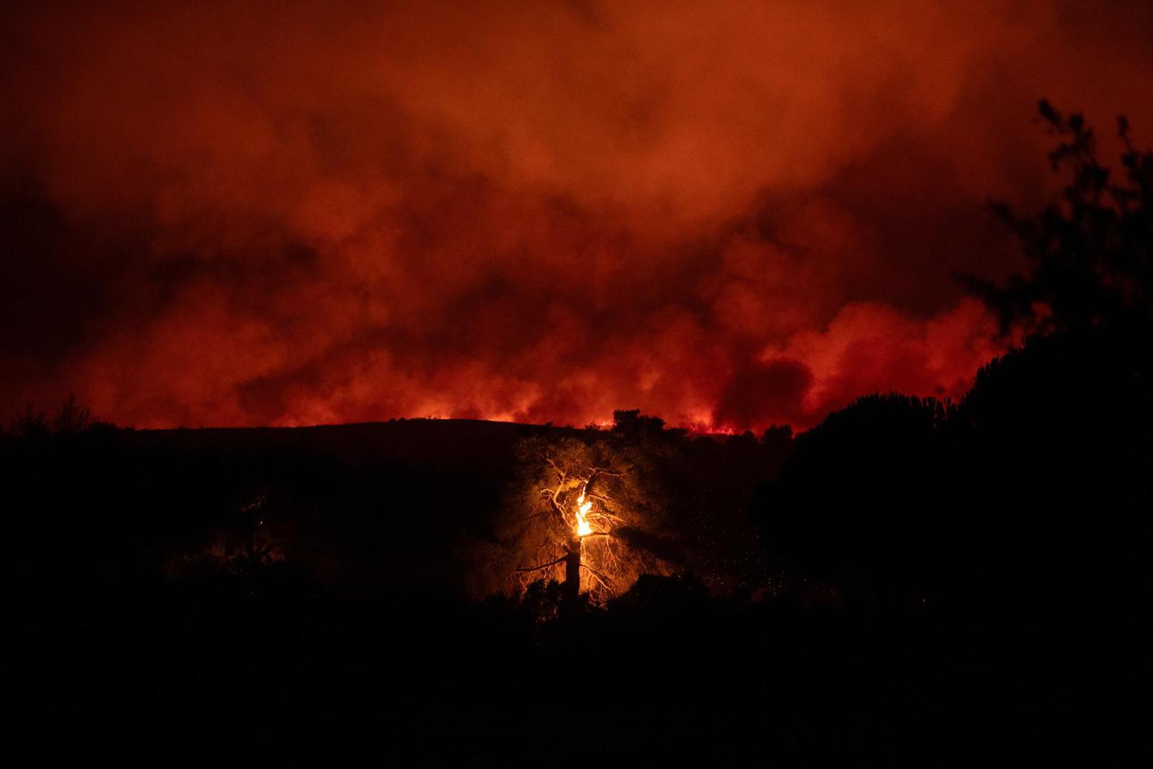 A tree burns as flames rise from a wildfire burning in the village of Varnavas, near Athens, Greece, August 11, 2024. REUTERS/Hilary Swift Photo: Hilary Swift/REUTERS