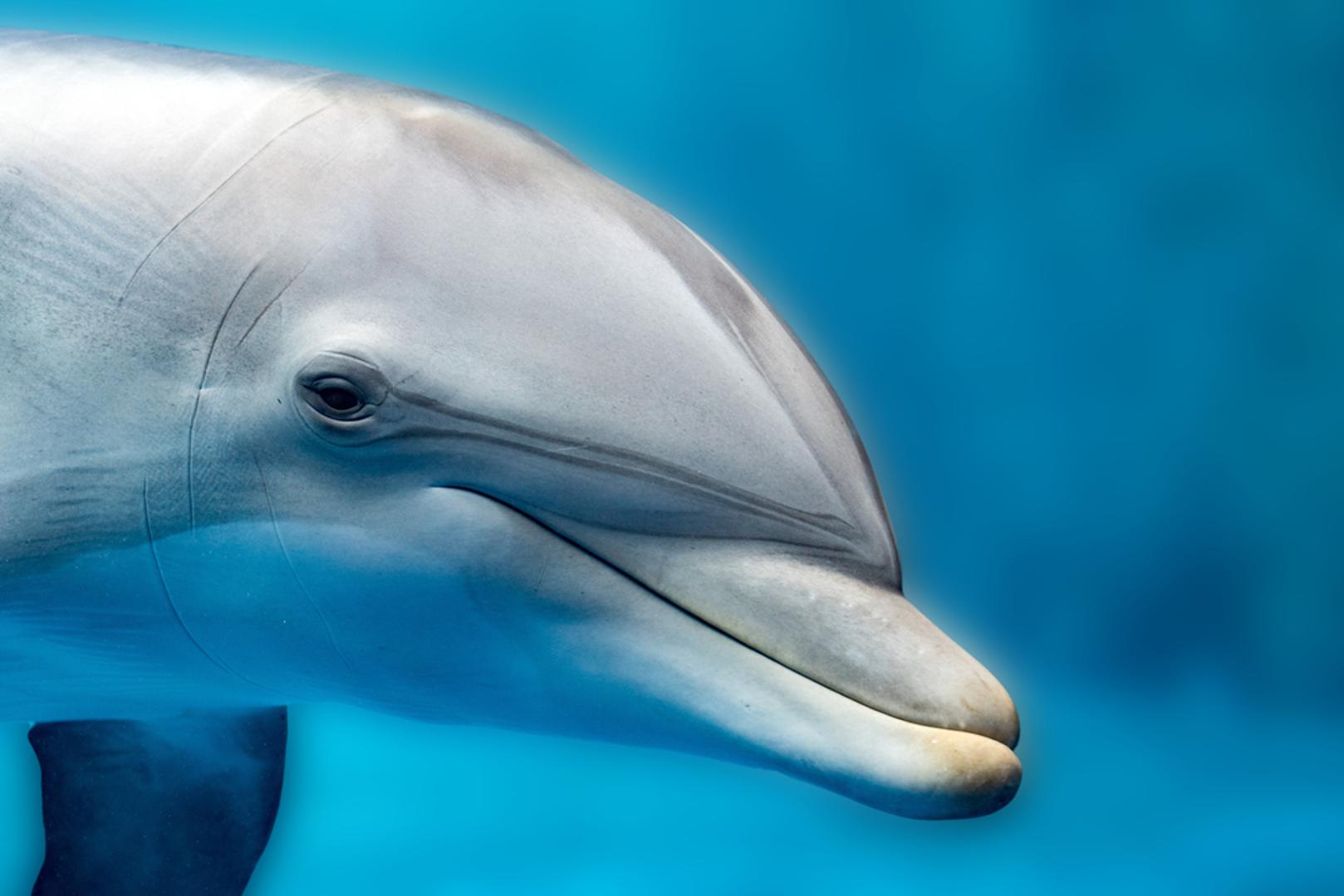Delfin: Ove pametne životinje jako brzo uče, znaju rješavati probleme te oponašati ljudsko ponašanje. Znanstvenici su dokazali kako se delfini redovito igraju iz zabave, pri čemu kao igračke koriste školjke. Ispuštaju jedinstvene zvukove kako bi međusobno komunicirali.