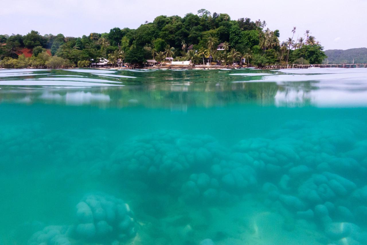 Thailand's corals bleaching at fast pace amid rising global temperature