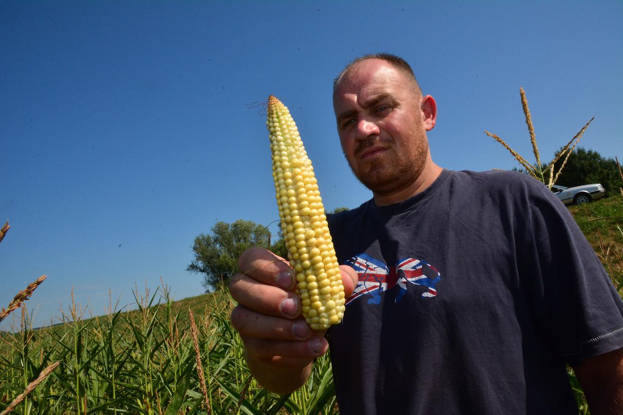 22.07.2015., Slavonski Brod - Zbog velikih vrucina ratar Vinko Novak iz Sibinja ocekuje i do 80 posto slabije prinose. Soja koju je posijao proljetos zbog suse je nicala vise od mjesec dana, a sada iako izgleda priolicno dobro nema gotovo niti jedne zamet