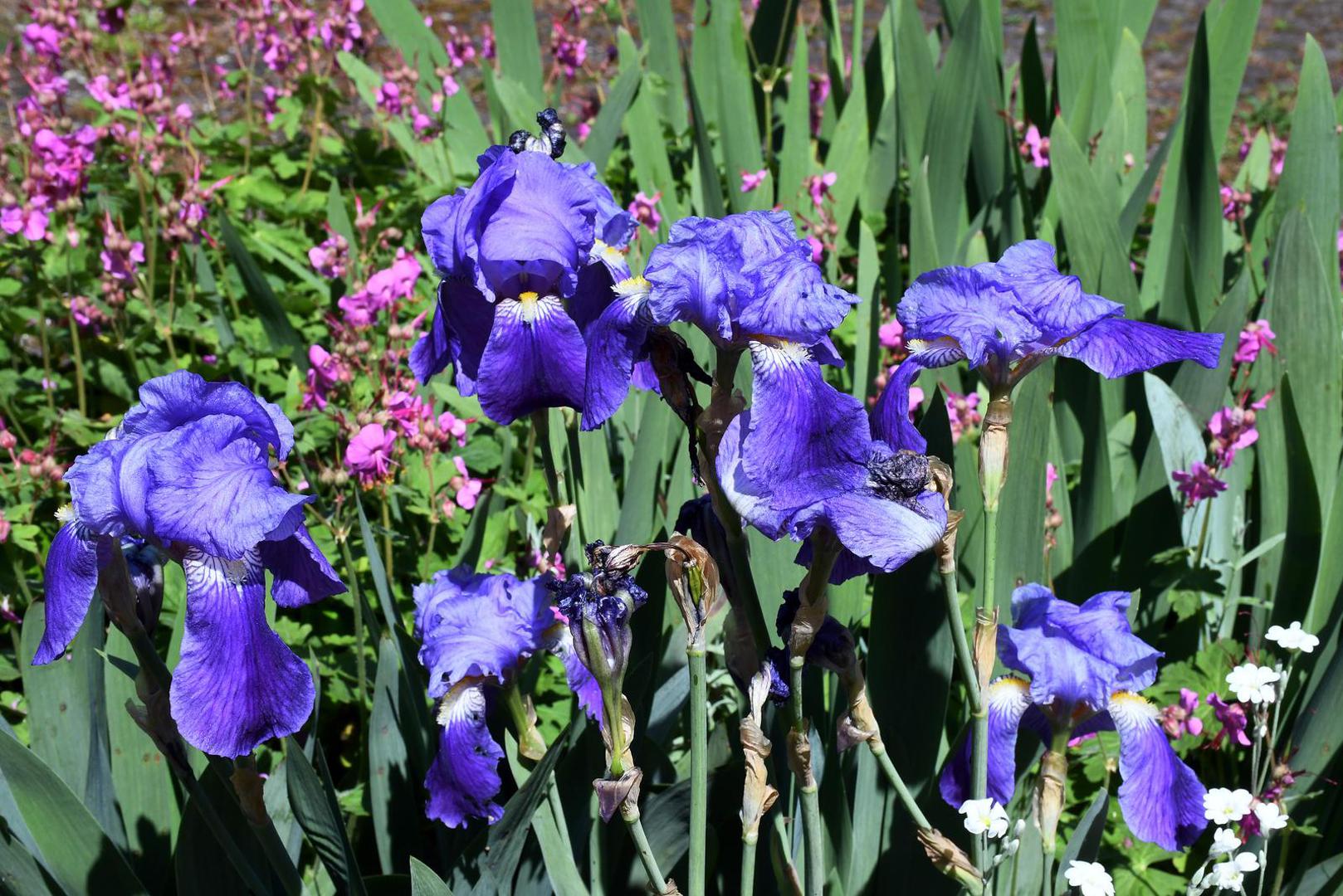 U grčkoj mitologiji boginja Iris dugama šarala po tlu, prenoseći poruke bogova na Zemlju