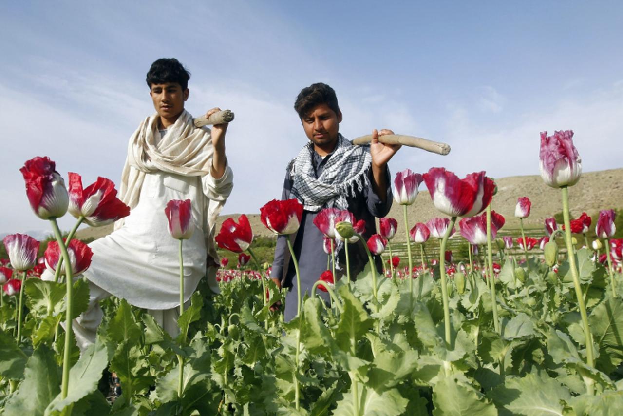 'Farmers walk at a poppy field in Jalalabad province April 7, 2013. REUTERS/ Parwiz (AFGHANISTAN - Tags: AGRICULTURE HEALTH DRUGS SOCIETY)'