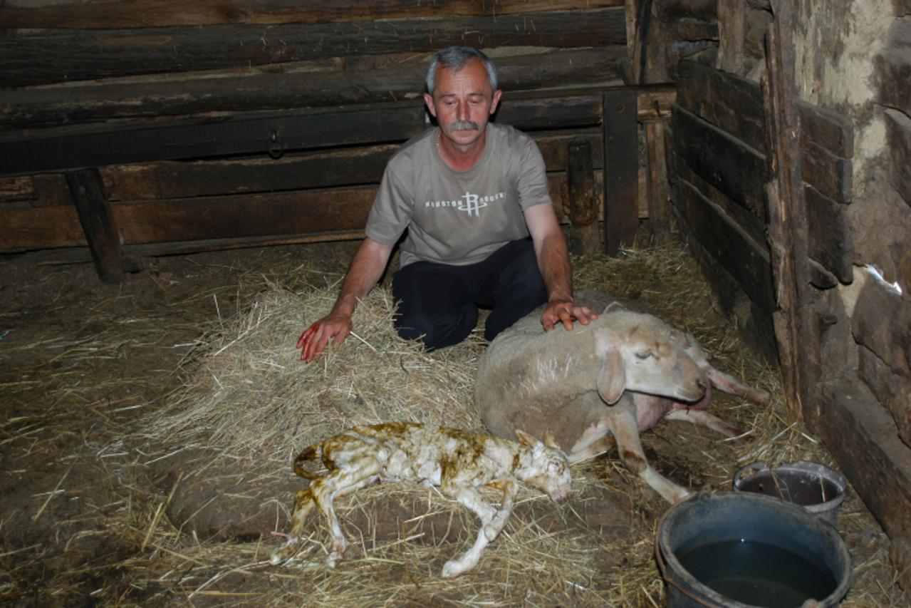 'Podravina-bilogora, 5.6.2010. Grubisno Polje, J. Novoselec kaze kako nikada niti jedna ovca nije ojanjila tako veliko i tesko janje Snimio: MIchel Palijan / VLM'