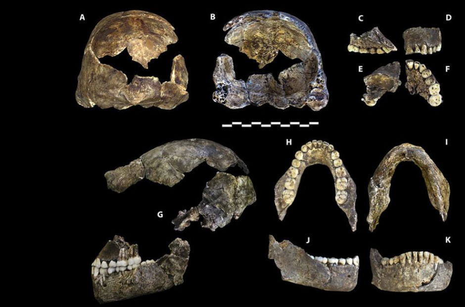 Homo naledi - lubanja