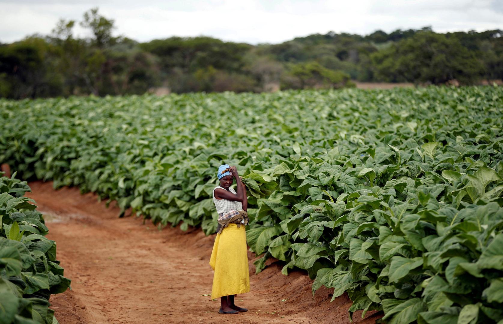 Zimbabve je nekada bio jedna od najrazvijenijih ekonomija u Africi.