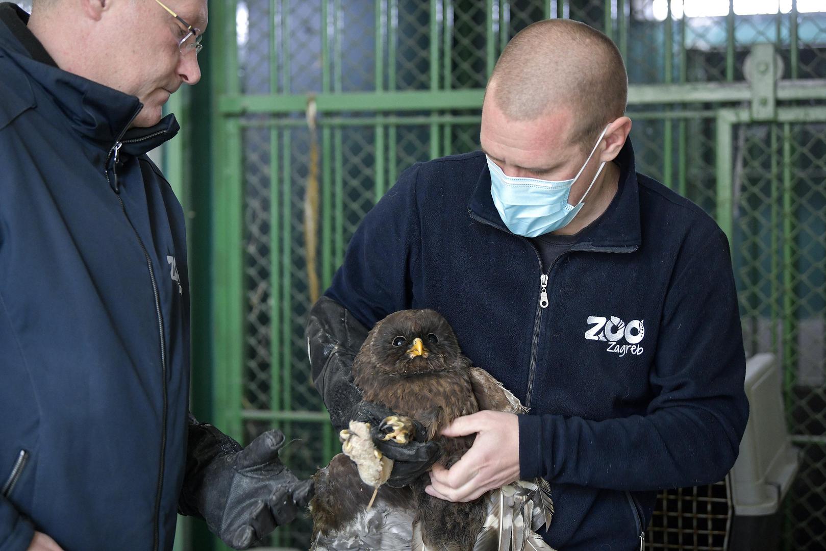 01.12.2021., Zagreb-  Ozlijedjene sove koje se nalaze na lijecenju u Zooloskom vrtu.