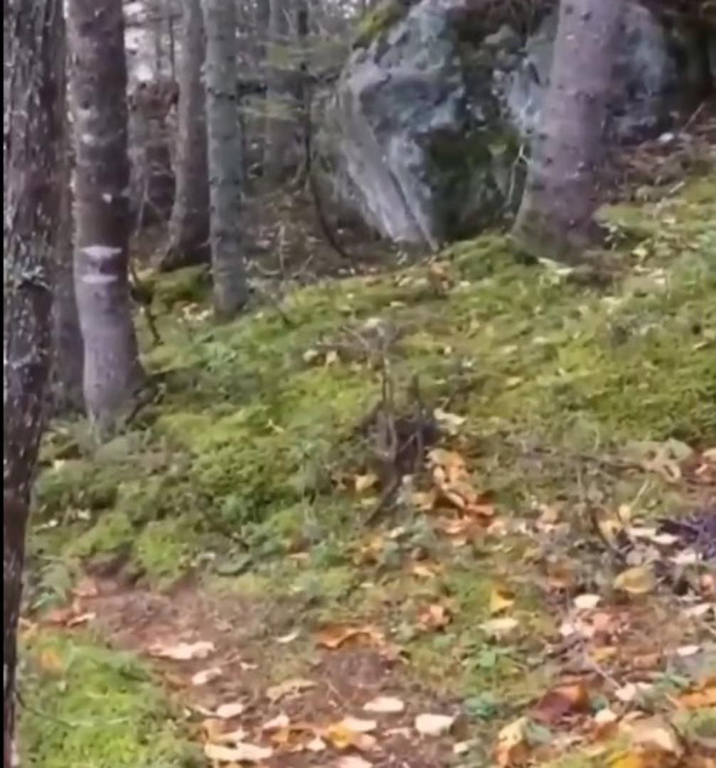 Neobična situacija snimljena je u šumi u kanadskom Quebecu, gdje je kamera uhvatila zemlju kako ''diše''. U nastavku pogledajte video...