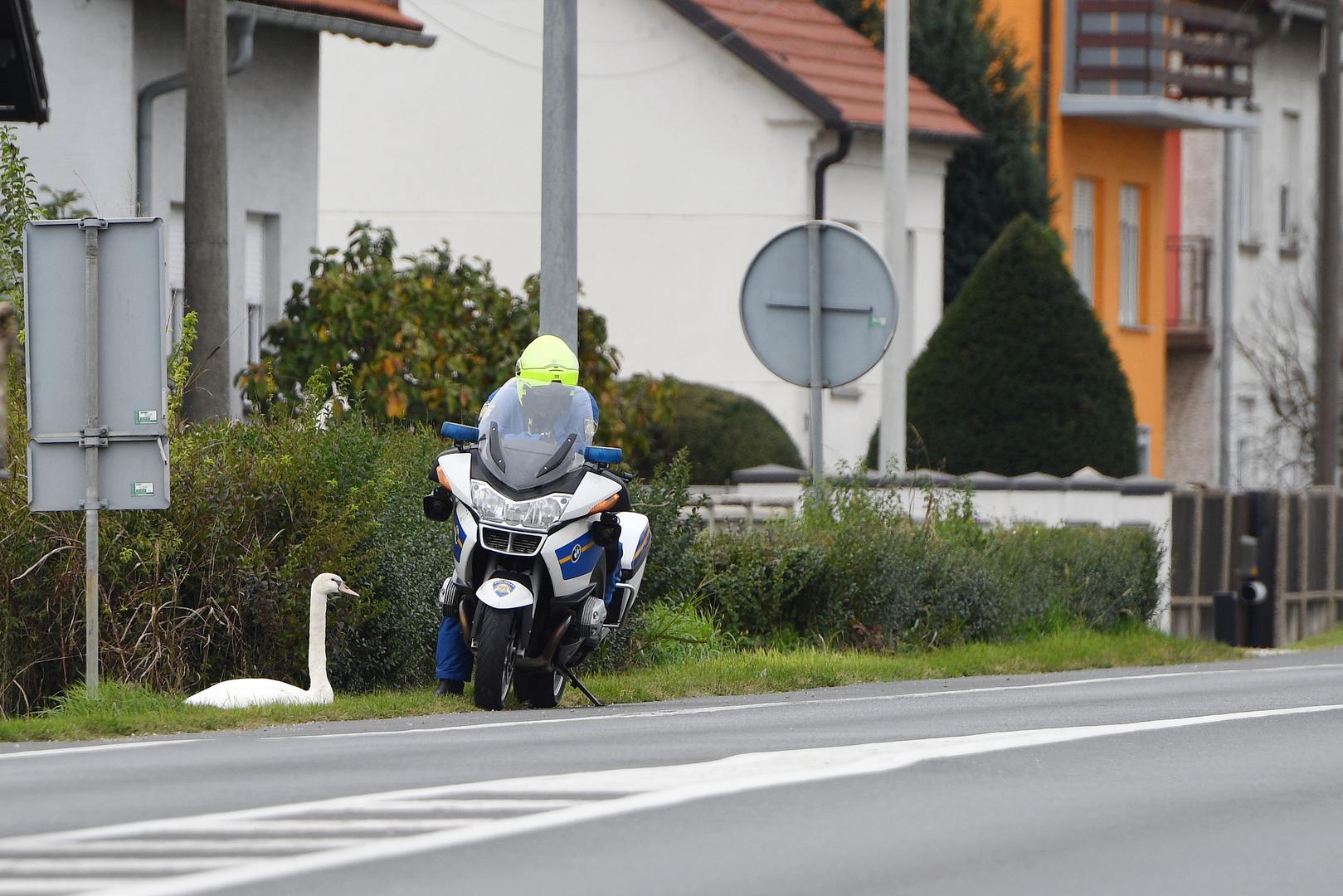 Fotograf Pixsella Vjeran Žganec Rogulja zabilježio je ovaj neuobičajeni prizor, a njegove fotografije prikazuju policajca na motoru kako strpljivo čeka uz predivnog bijelog labuda, nesvjesnog gužve koju je prouzročio.