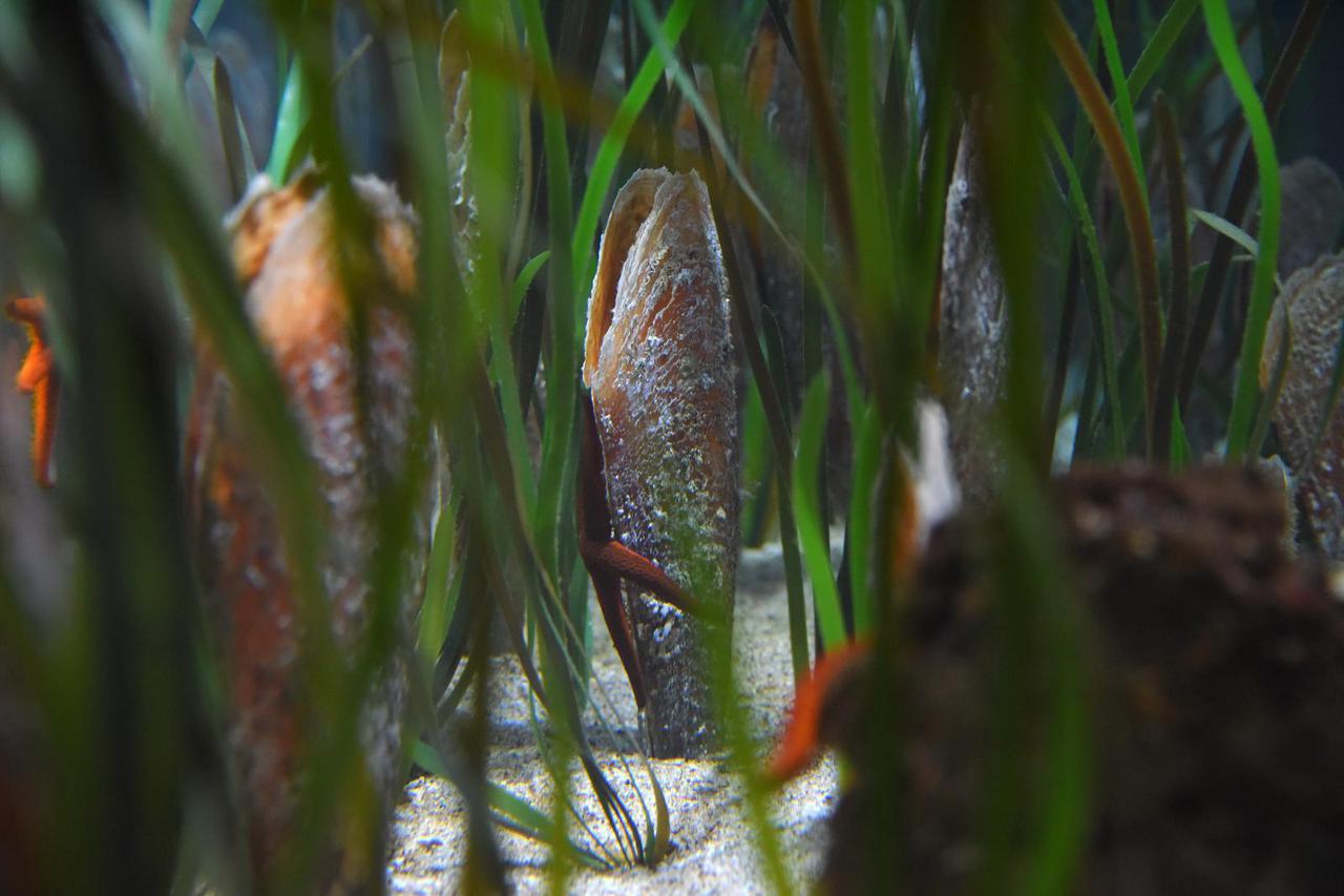 Aquarium Pula