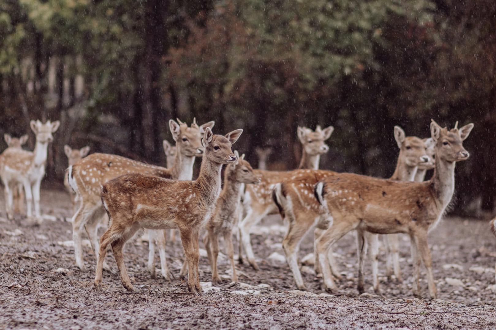 Ranch Deer Valley osnovana 2009. godine dio je OPG Bićanić gdje se bave uzgojem jelena i jelena lopatara. Na ranču su i crne slavonske svinje te tri konja. Prostire se na površini od oko 15 hektara i slatko je malo mjesto za dnevni izlet s djecom. Vlasnici napominju kako im je ‘privilegija brinuti se o životinjama i to činimo s posebnom ljubavlju i veseljem. Mi nismo vlasnici životinja, ranč je njihov dom, a vi ćete imati priliku jednom u životu ući u njihovo stanište’. 