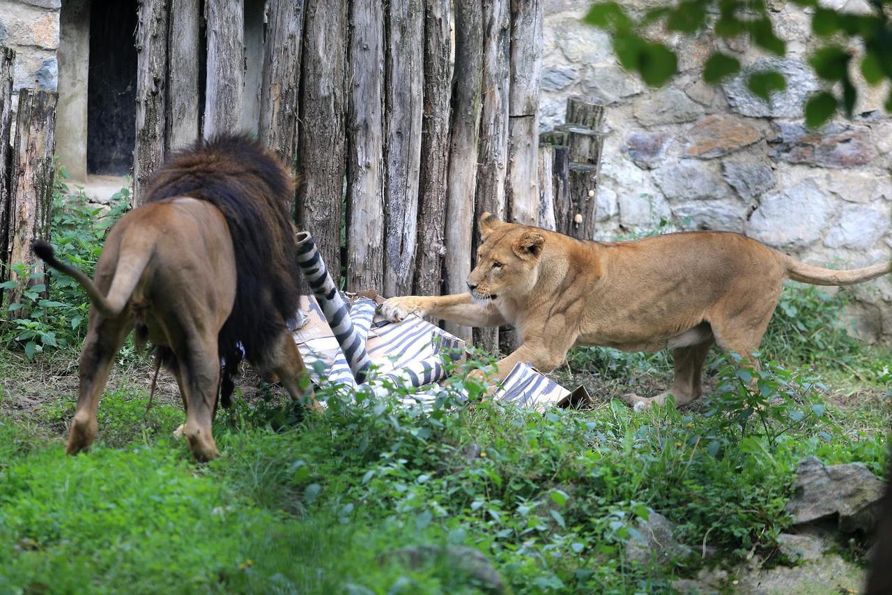 lavovi zoo