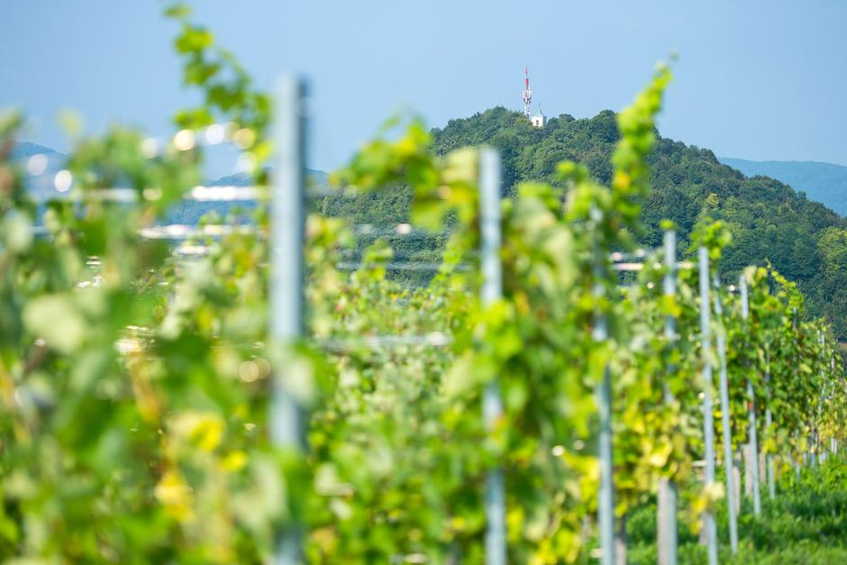 Proizvodnja vina u kaznionici Lepoglava