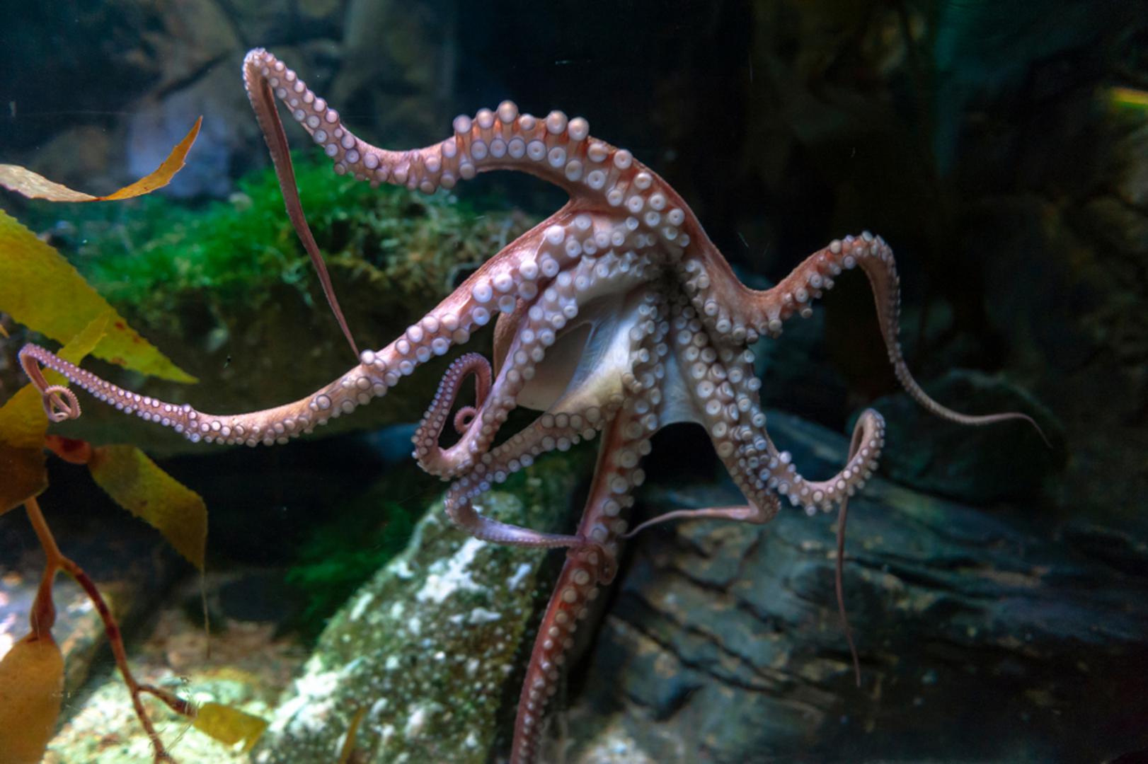 Hobotnica: Hobotnice su vrlo pametne i svjesne svoje okoline, tvrde znanstvenici. Većina riba i drugih vodenih stvorenja u akvariju neće shvatiti da se nalazi u neprirodnom okruženju, no hobotnicu ne možete prevariti i ona će često pronaći način da iz akvarija pobjegne.