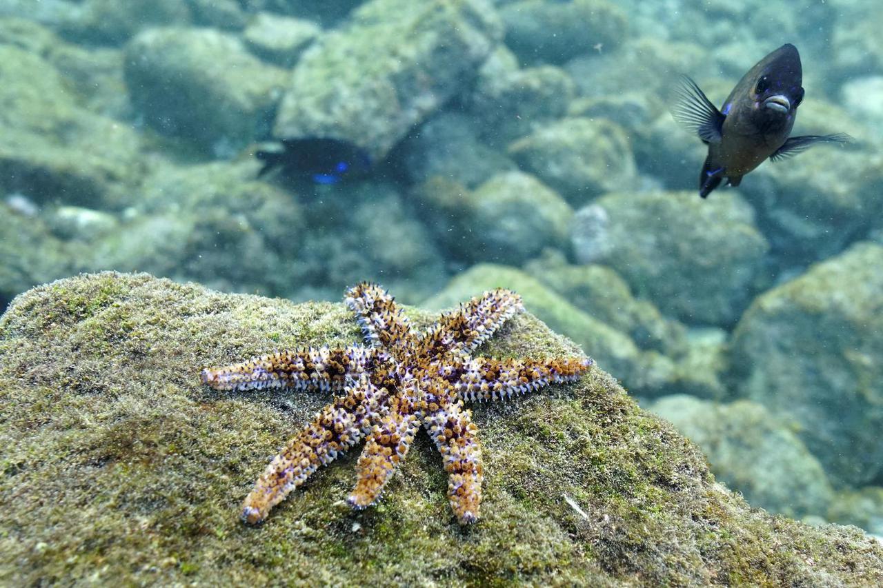 A starfish (Marthasterias glacialis) is seen on a rock along with several fish in the Arinaga beach