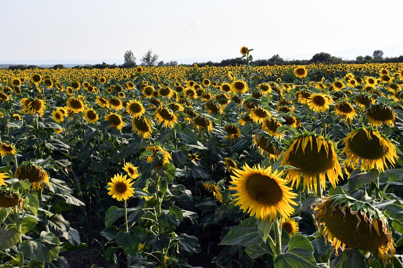 Banovci: Polje suncokreta u Slavoniji